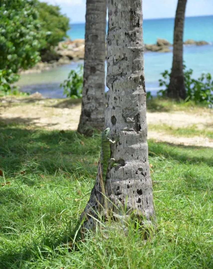 Appartement studio BLEU TURQUOISE Le Gosier  Guadeloupe